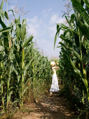 Young woman gathering maize in the cornfield