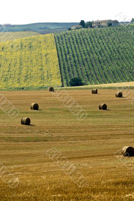 Farm in Italy