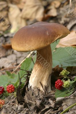 mushrooms