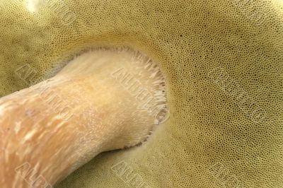 mushrooms