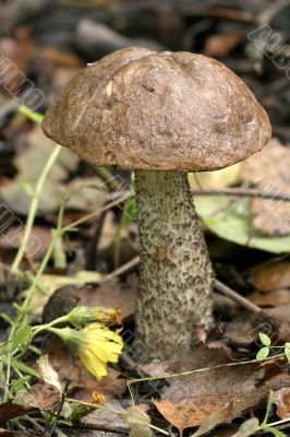 mushrooms