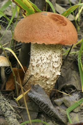 mushrooms