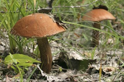 mushrooms