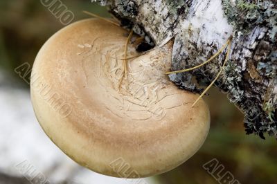 mushrooms on the birch trunk (Ganoderma applanatum).