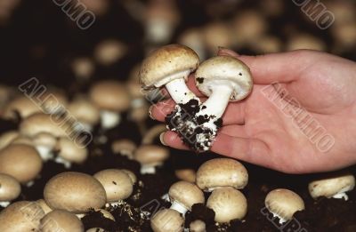 mushrooms growing in artificial conditions