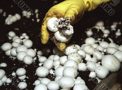 mushrooms growing in artificial conditions
