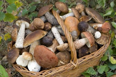 basket with mushrooms