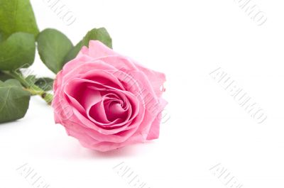 pink rose