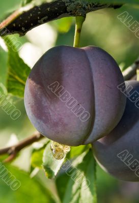 Ripe plum