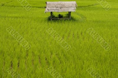 Rice field in Laos