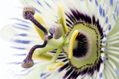 Purple Passionflower