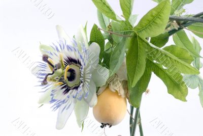 Close up of passiflora