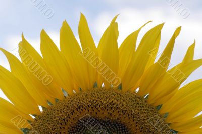 amazing sunflower