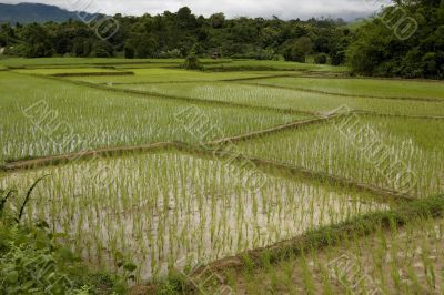 Rice field in Laos