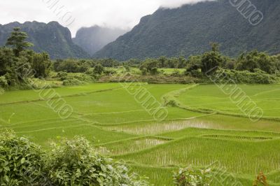 Rice field in Laos
