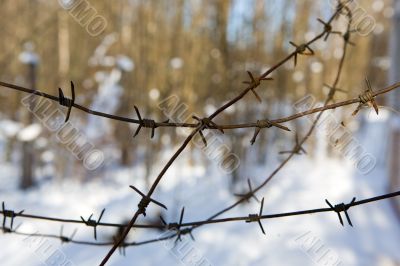  Figures from the barbed wire