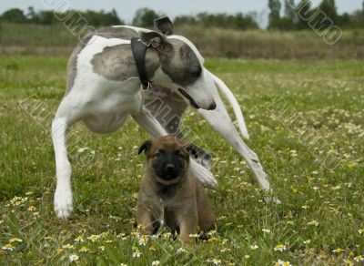 greyhound and puppy shepherd
