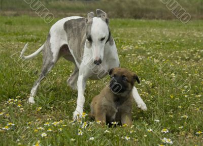 greyhound and puppy shepherd
