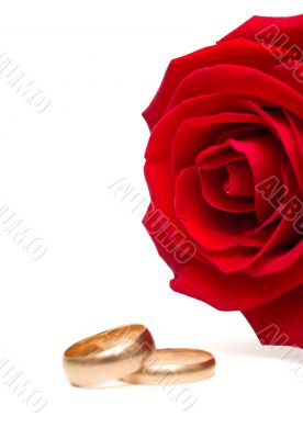 wedding rings and rose