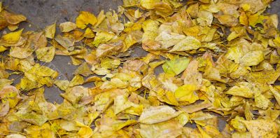 yellow foliage
