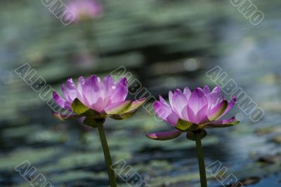 pink water lilies