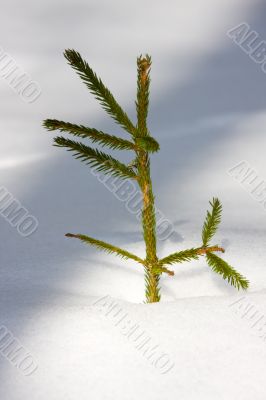 To small fur-tree in coldly winter