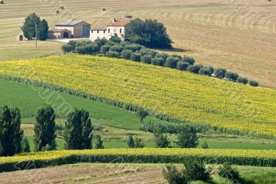Marche - Farm