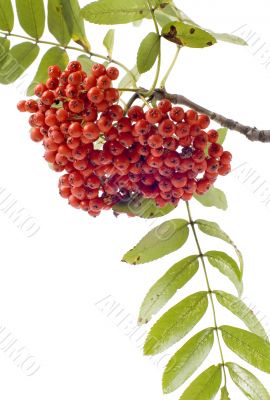 ashberries with leafs closeup