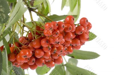 ashberries with leafs
