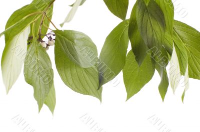 green leaves closeup