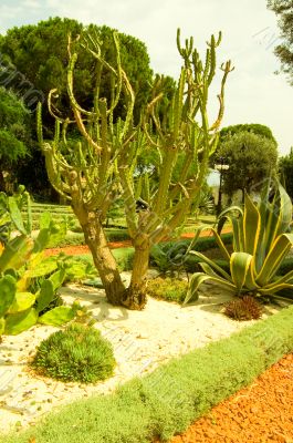 Cactus