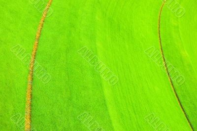 Grass.