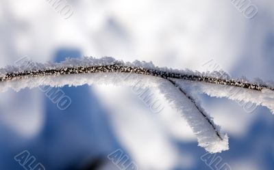 Winter branch