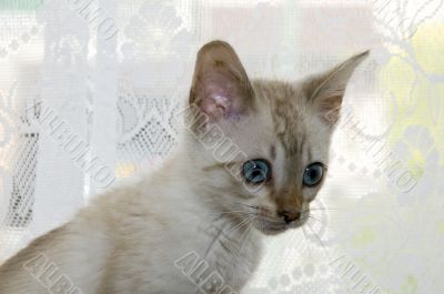 Kitten