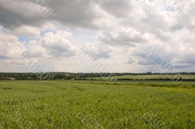 Wheat field