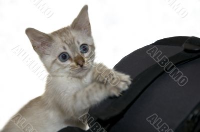 Kitten