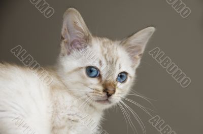 Kitten