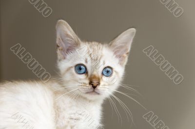 Kitten