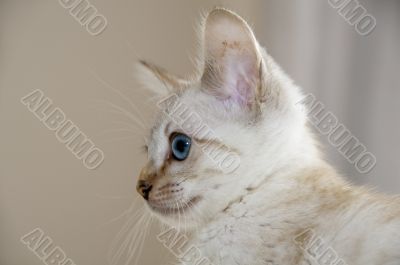 Kitten
