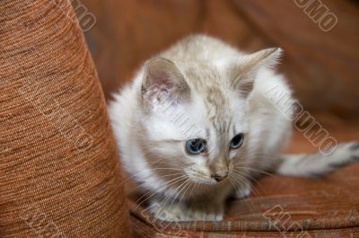 Kitten