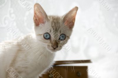 Kitten