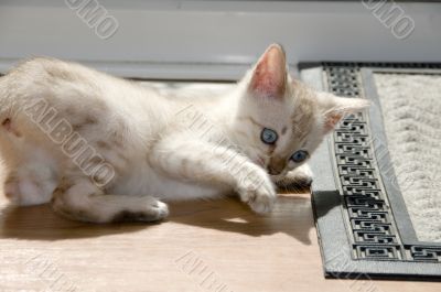 Kitten