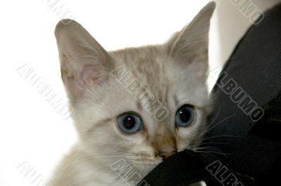 Kitten