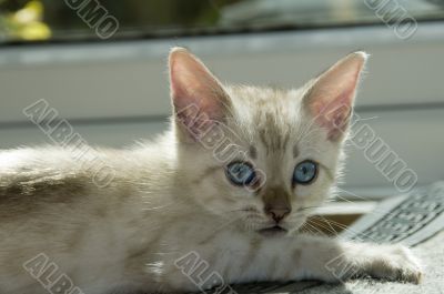 Kitten