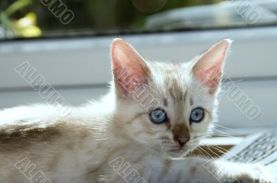 Kitten