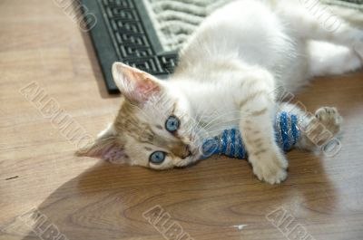 Kitten