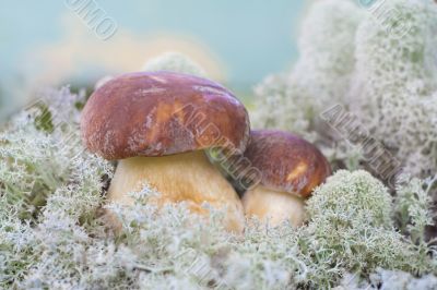 two white mashrooms in forest