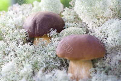 two small mashrooms in forest