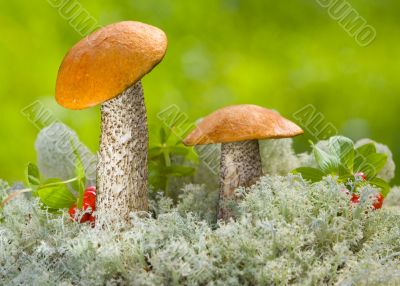 two beautiful mashrooms in forest