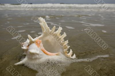 Mussel on the beach